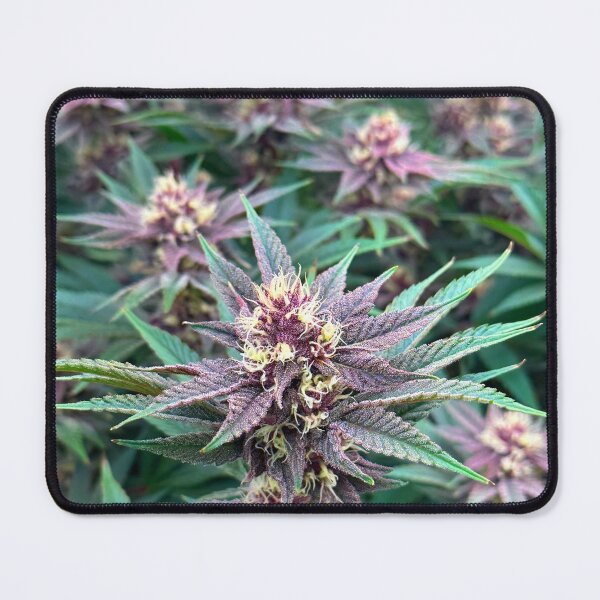 Item preview, Beartooth Biscotti designed and sold by KingJayGardens.