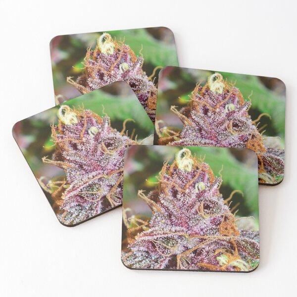 Item preview, Beartooth Biscotti designed and sold by KingJayGardens.