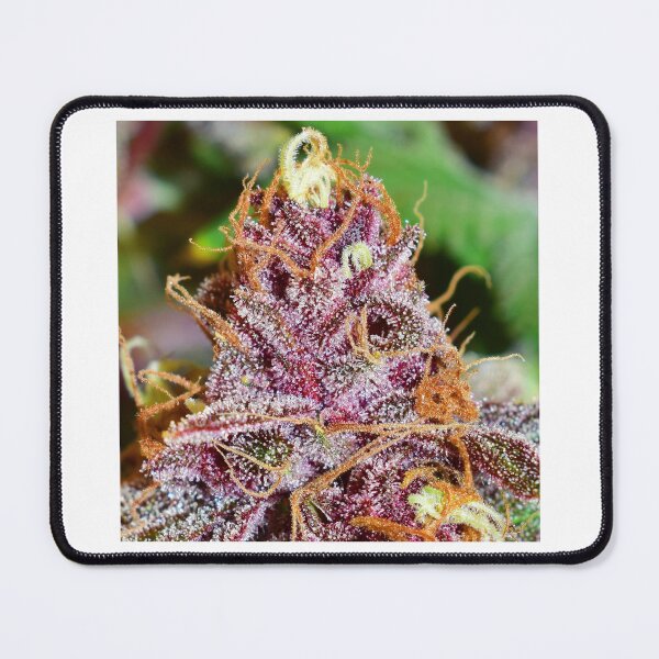Item preview, Beartooth Biscotti designed and sold by KingJayGardens.