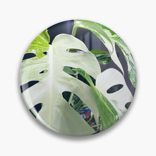 Item preview, Monstera Albo designed and sold by KingJayGardens.