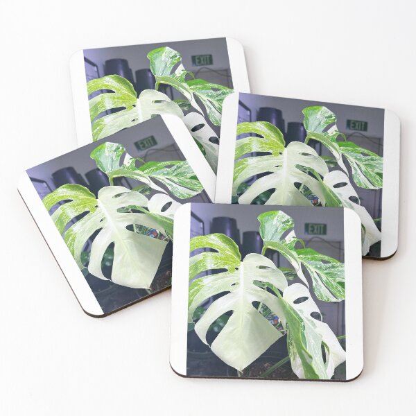 Item preview, Monstera Albo designed and sold by KingJayGardens.