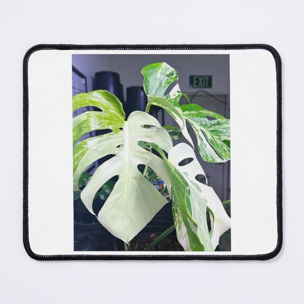 Item preview, Monstera Albo designed and sold by KingJayGardens.