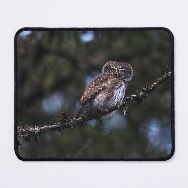 Item preview, Eurasian pygmy owl designed and sold by Norsewings.