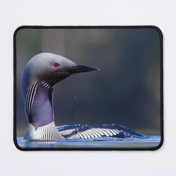 Item preview, Common Loon designed and sold by Norsewings.