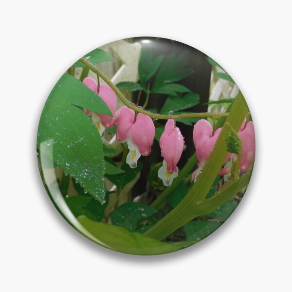 Item preview, Old-Fashioned Bleeding Heart after the rain  designed and sold by Zarabeaver.
