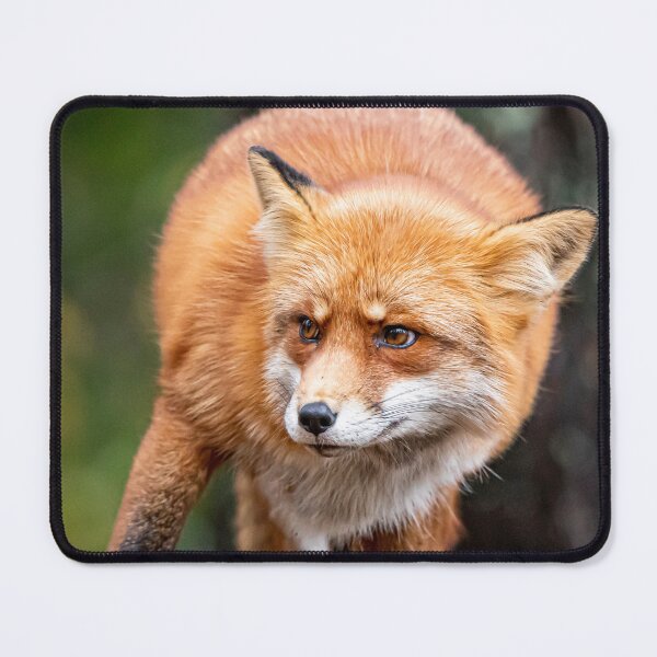 Item preview, Red Fox designed and sold by Norsewings.