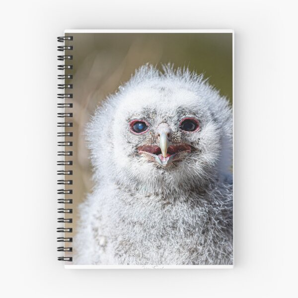 Item preview, Tawny Owl chick designed and sold by Norsewings.