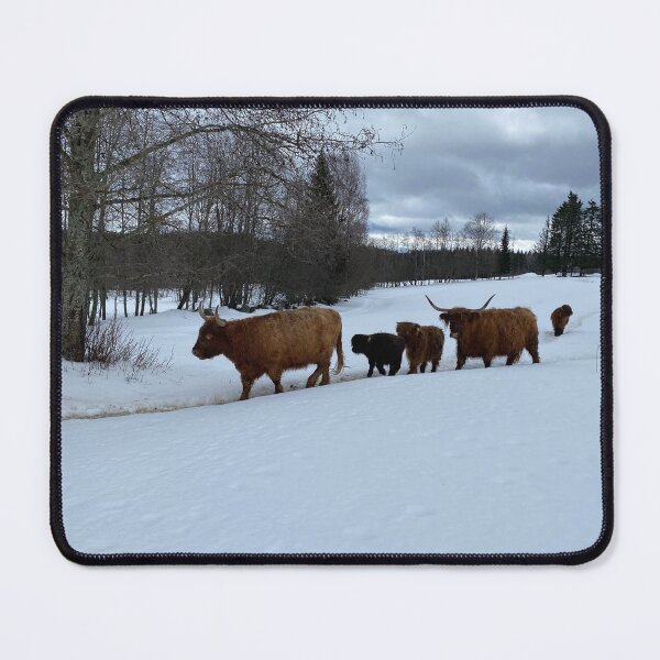 Item preview, Scottish Highland Cattle Cows 4351 designed and sold by SaarelaHighland.