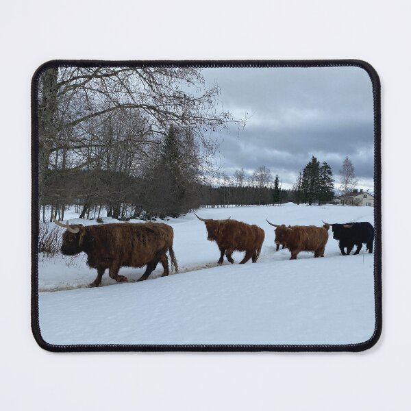 Item preview, Scottish Highland Cattle Cows 4352 designed and sold by SaarelaHighland.