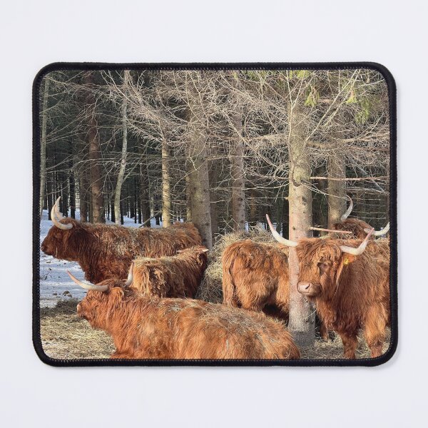 Item preview, Scottish Highland Cattle Cows 4357 designed and sold by SaarelaHighland.