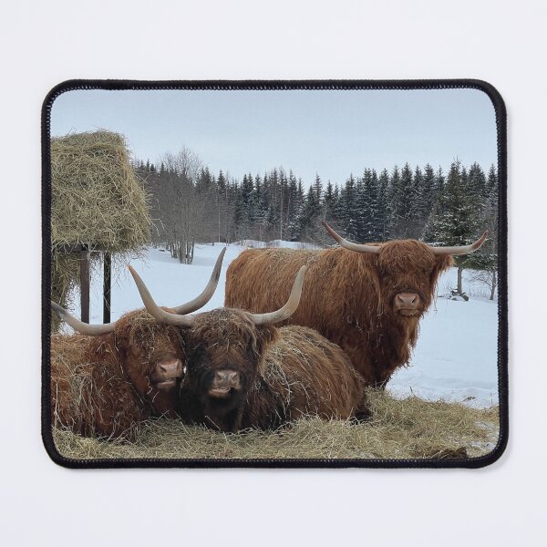 Item preview, Scottish Highland Cattle Cows 4363 designed and sold by SaarelaHighland.