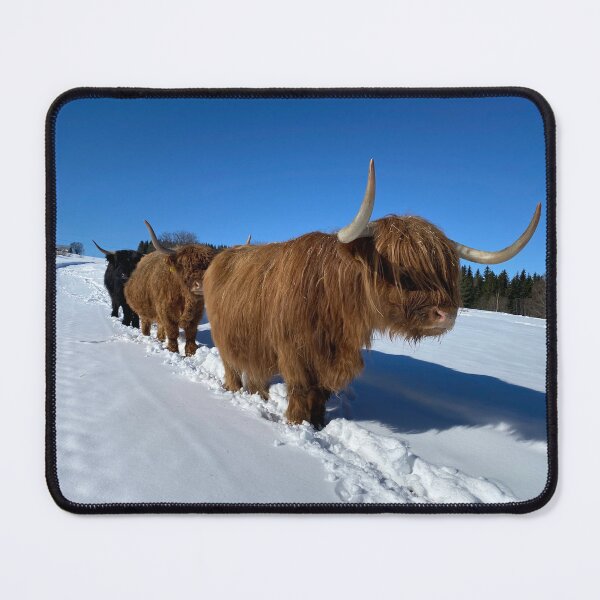 Item preview, Scottish Highland Cattle Cows 4366 designed and sold by SaarelaHighland.