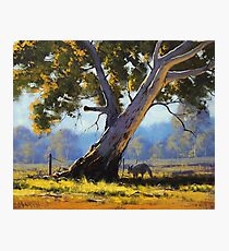 Shady Gum Photographic Print