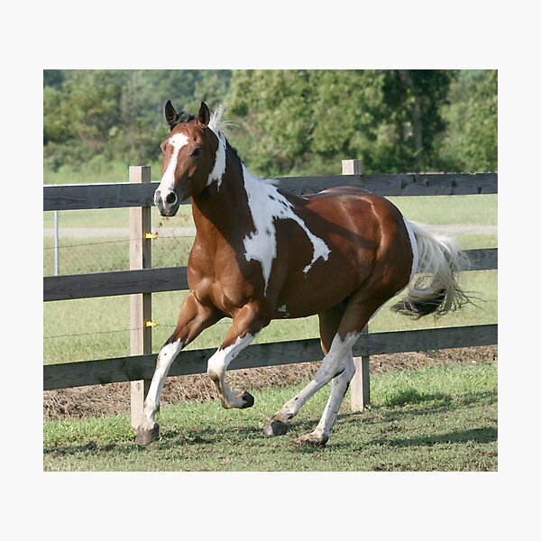 Sharp Shootin Peppy Photographic Print