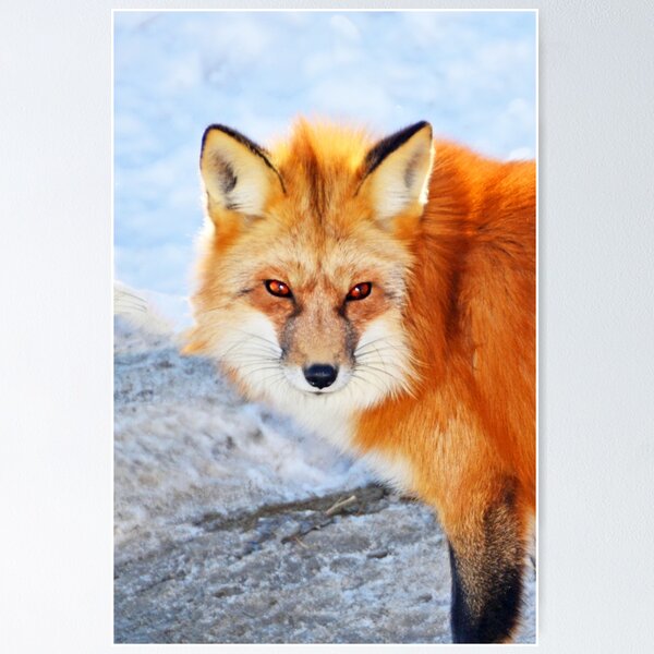 Item preview, Red Fox designed and sold by Jerry Walter.