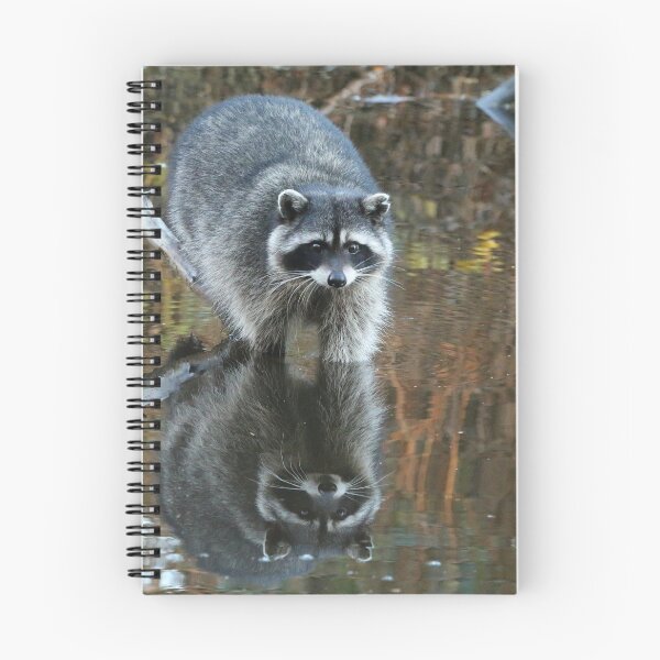 Item preview, Raccoon Testing the Water, Lost Lagoon, Stanley Park BC designed and sold by THurdCreations.
