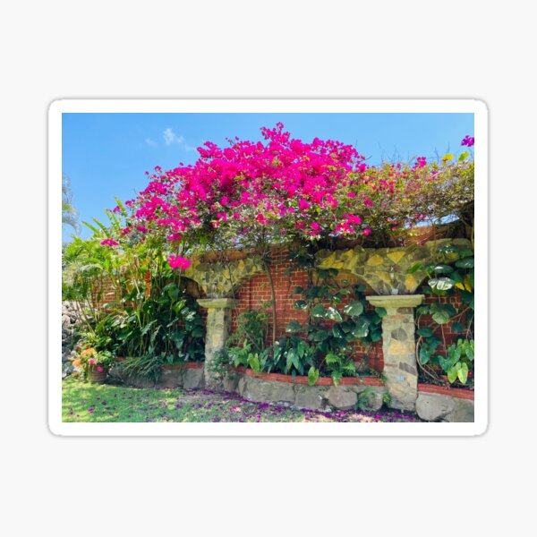 Item preview, Bougainvilleas in Guatemala  designed and sold by jlm8920.