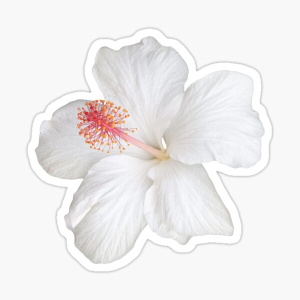 Item preview, White Hawaiian Hibiscus Flower  designed and sold by JulieAnnPix.