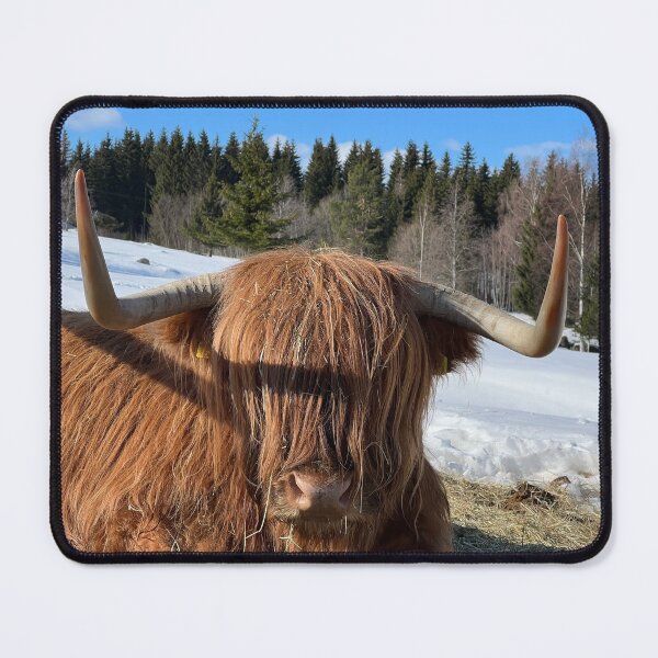 Item preview, Scottish Highland Cattle Cow 4370 designed and sold by SaarelaHighland.