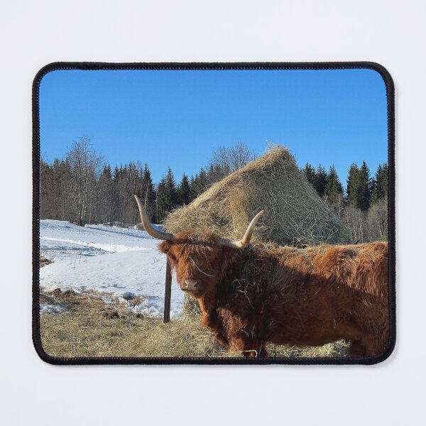 Item preview, Scottish Highland Cattle Cow 4371 designed and sold by SaarelaHighland.