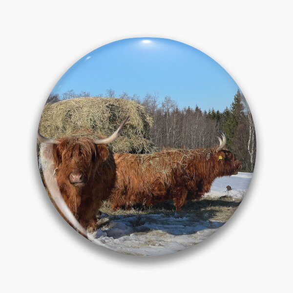 Artikelvorschau, Scottish Highland Cattle Cows 4372 entworfen und verkauft von SaarelaHighland.