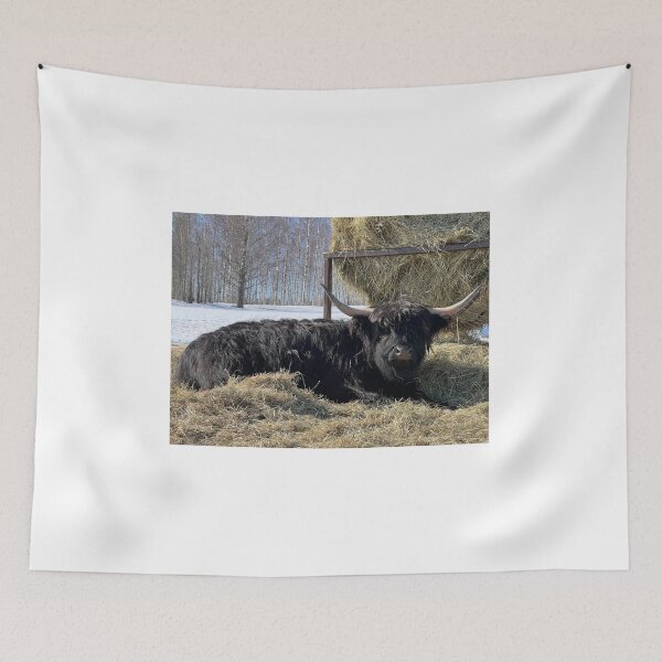 Item preview, Scottish Highland Cattle Cow 4376 designed and sold by SaarelaHighland.