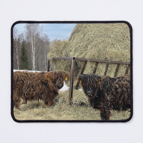 Item preview, Scottish Highland Cattle Calves 4377 designed and sold by SaarelaHighland.