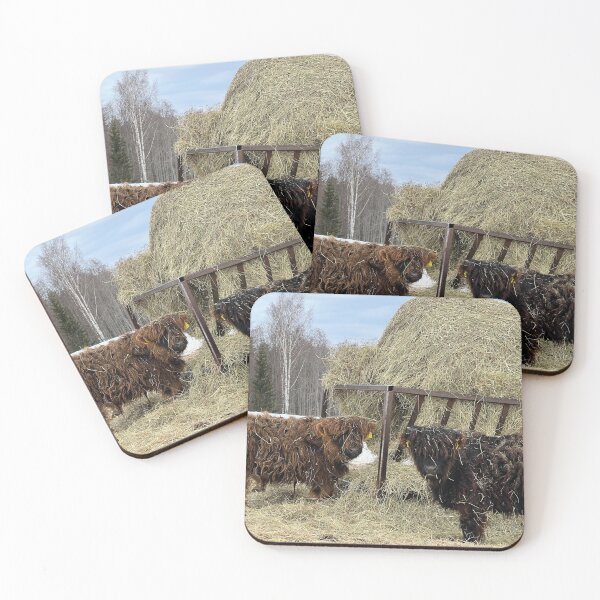 Item preview, Scottish Highland Cattle Calves 4377 designed and sold by SaarelaHighland.