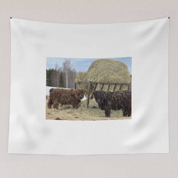 Item preview, Scottish Highland Cattle Calves 4377 designed and sold by SaarelaHighland.