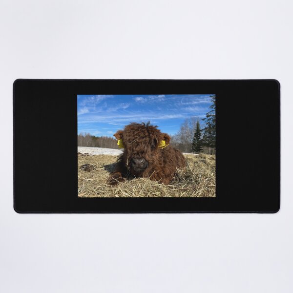 Item preview, Scottish Highland Cattle Calf 4378 designed and sold by SaarelaHighland.