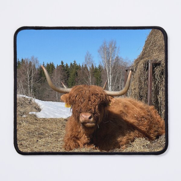 Item preview, Scottish Highland Cattle Cow 4383 designed and sold by SaarelaHighland.