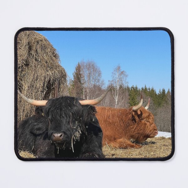 Item preview, Scottish Highland Cattle Cows 4384 designed and sold by SaarelaHighland.