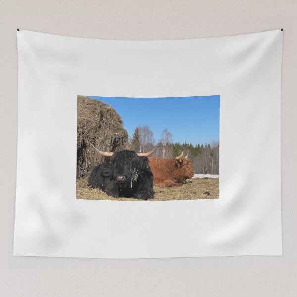 Item preview, Scottish Highland Cattle Cows 4384 designed and sold by SaarelaHighland.