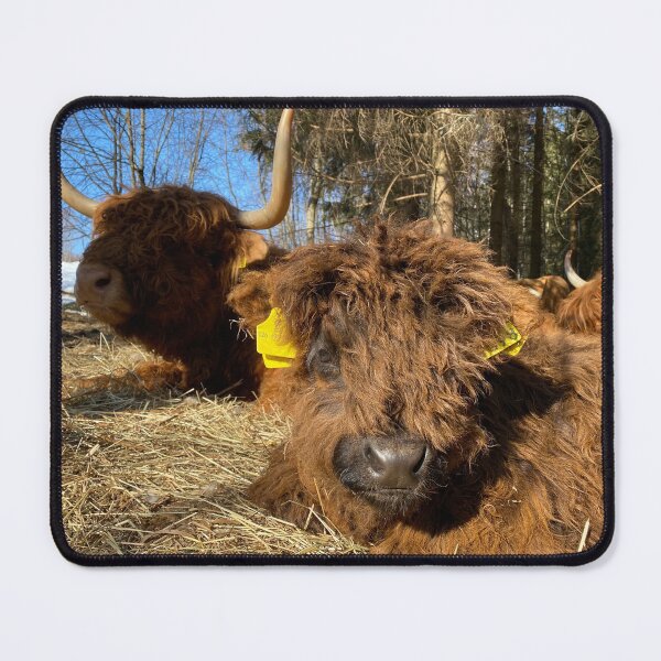 Item preview, Scottish Highland Cattle Calf 4386 designed and sold by SaarelaHighland.