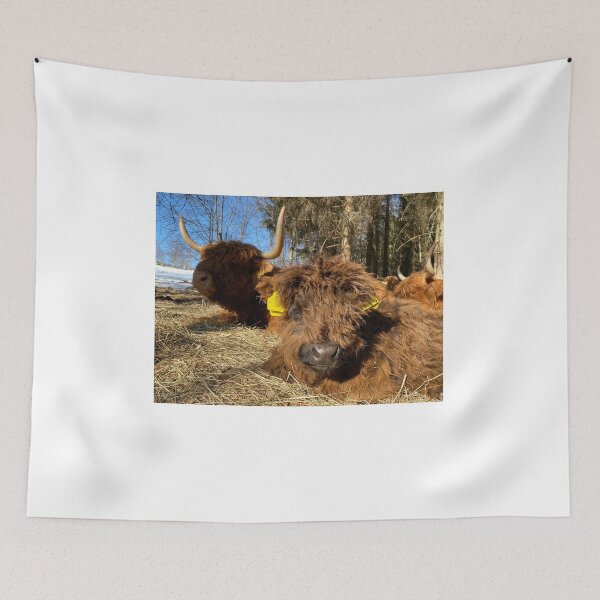 Item preview, Scottish Highland Cattle Calf 4386 designed and sold by SaarelaHighland.