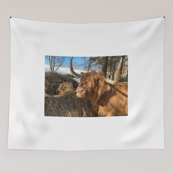 Item preview, Scottish Highland Cattle Cow 4387 designed and sold by SaarelaHighland.