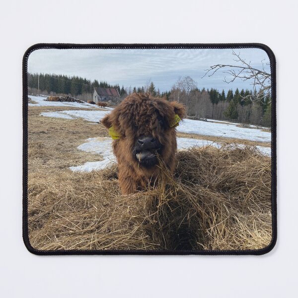 Item preview, Scottish Highland Cattle Calf 4396 designed and sold by SaarelaHighland.