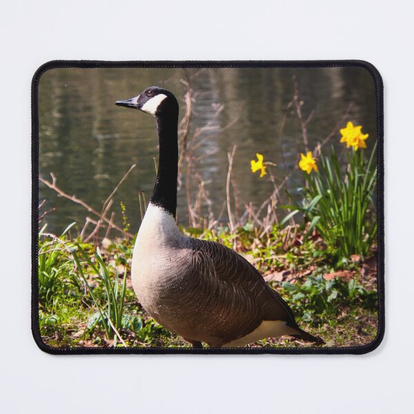 Item preview, Canada goose on lake - Branta canadensis designed and sold by Ruhrpottpicture.