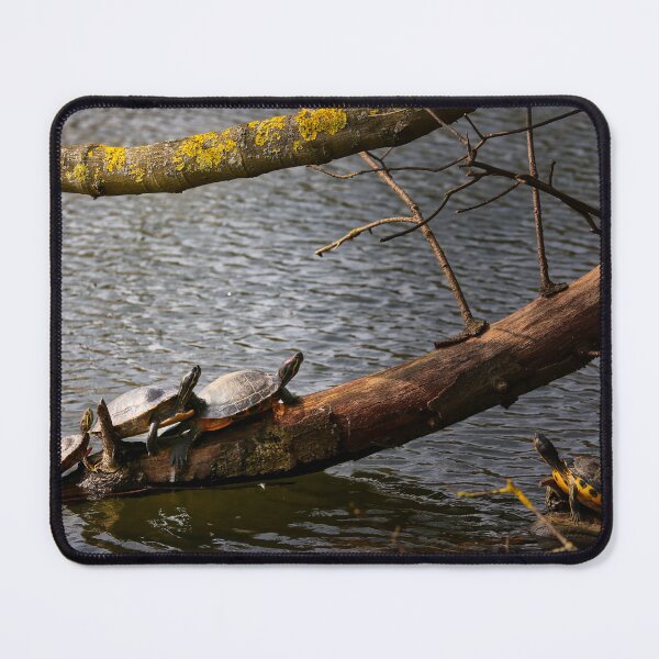 Item preview, Red cheeked slider turtle sunbathing designed and sold by Ruhrpottpicture.