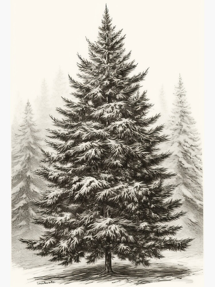 Christmas Tree Sketch Stock Photos and Images - 123RF