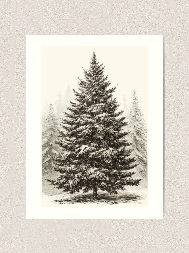 Christmas, Christmas Tree, Confer, Fir, Holiday, Lutz - Christmas Tree  Drawing Png, Transparent Png , Transparent Png Image - PNGitem