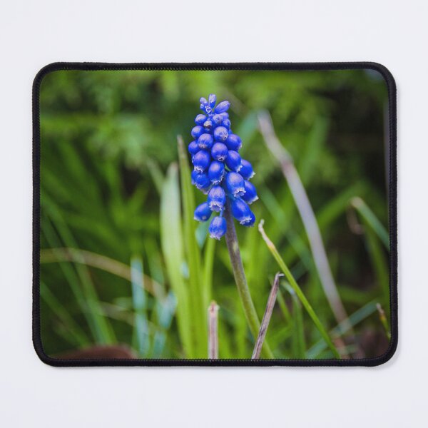 Item preview, The grape hyacinth - Muscari armeniacum - Grape hyacinth designed and sold by Ruhrpottpicture.
