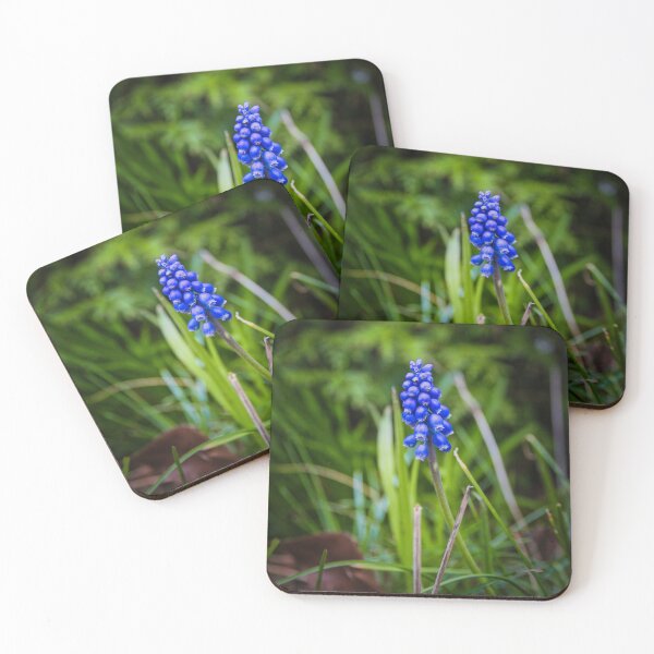 Item preview, The grape hyacinth - Muscari armeniacum - Grape hyacinth designed and sold by Ruhrpottpicture.