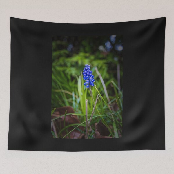 Artikelvorschau, Die Traubenhyazinthe - Muscari armeniacum - Grape hyacinth entworfen und verkauft von Ruhrpottpicture.