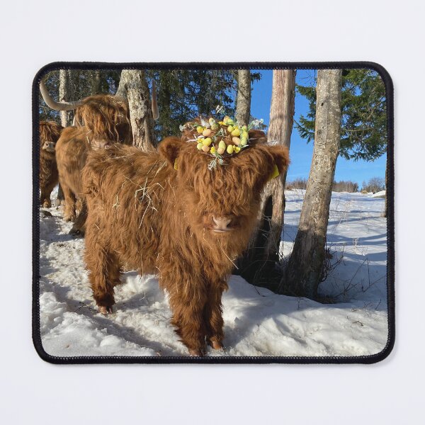 Item preview, Scottish Highland Cattle Calf Easter 4375 designed and sold by SaarelaHighland.