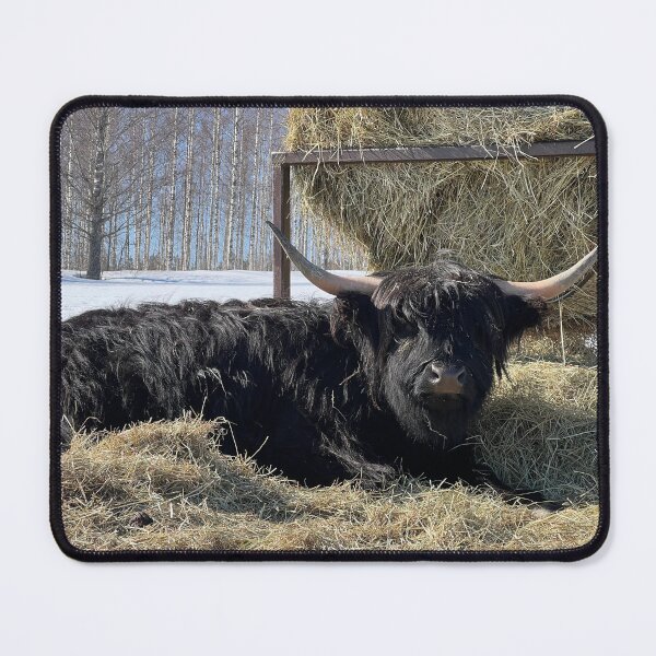 Item preview, Scottish Highland Cattle Cow 4376 designed and sold by SaarelaHighland.