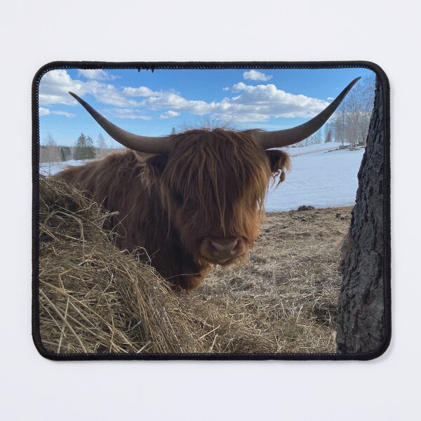 Item preview, Scottish Highland Cattle Cow 4390 designed and sold by SaarelaHighland.