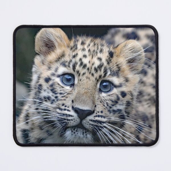 Item preview, A Beautiful Amur Leopard Cub designed and sold by Karen Thomson.