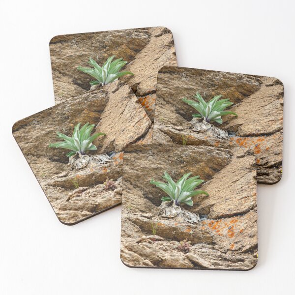 Item preview, Green plant among rocks designed and sold by Shizenkai.