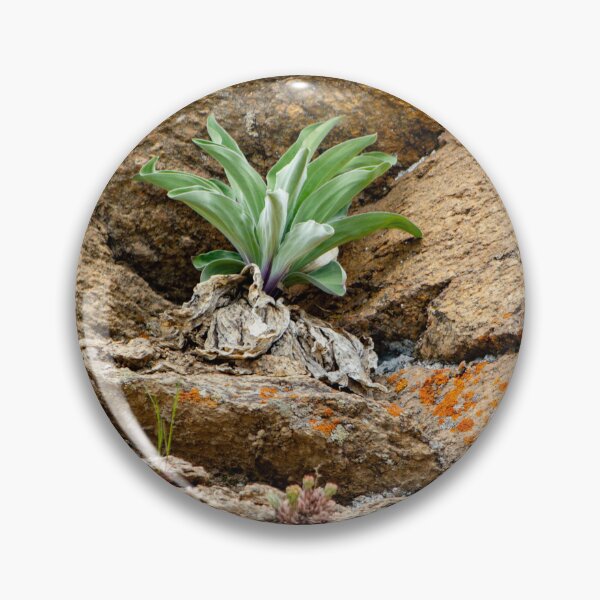 Item preview, Green plant among rocks designed and sold by Shizenkai.